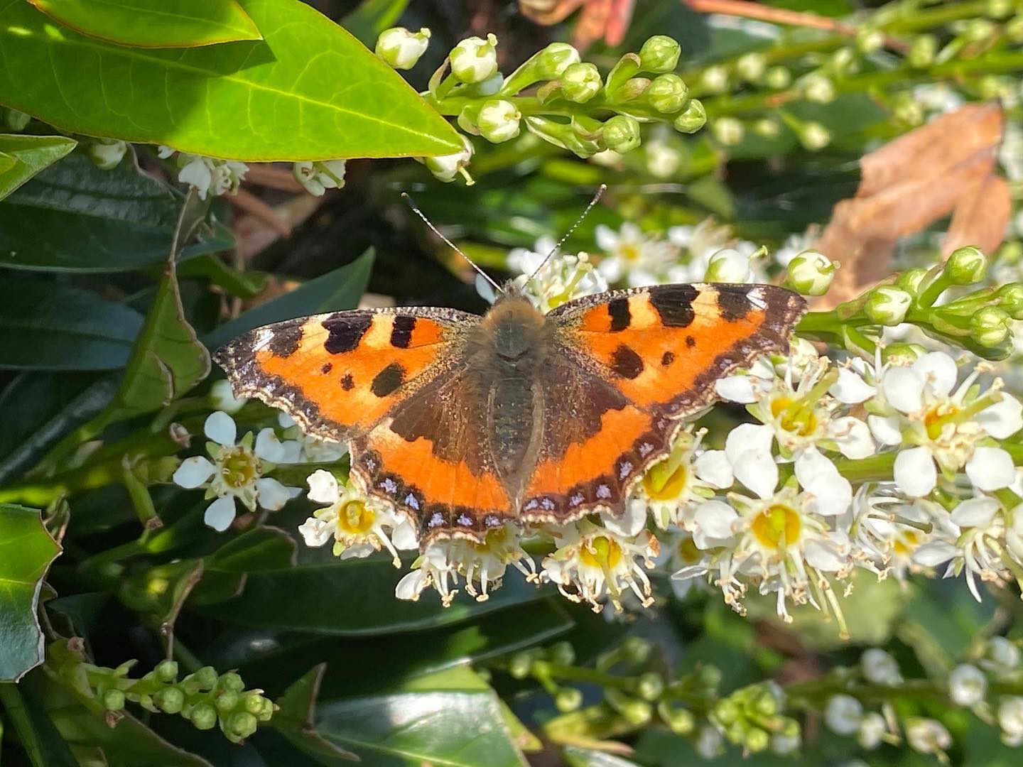 Calton Butterfly