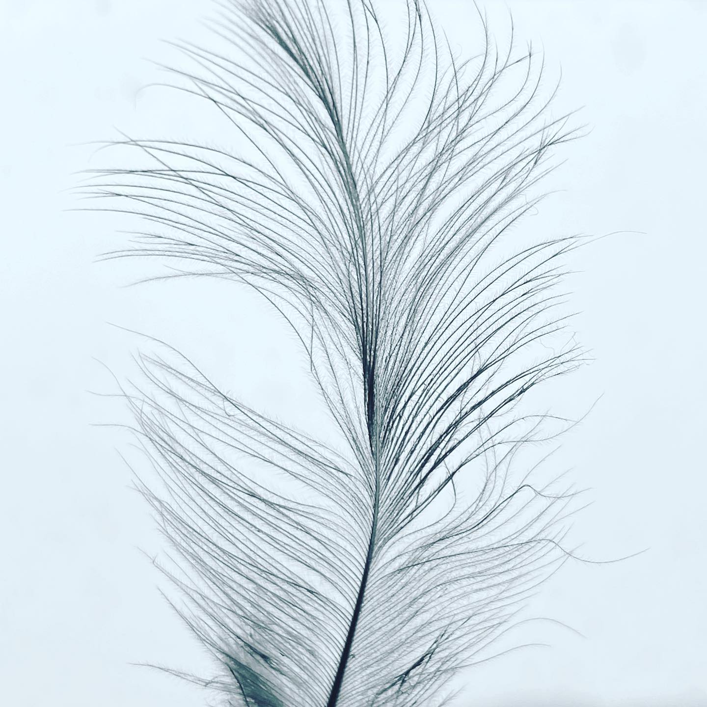 Ruffled Feather